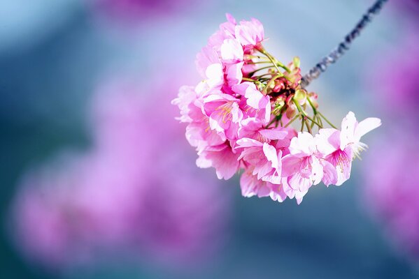 Beautiful cherry blossoms in spring