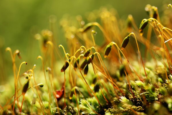 La vie naissante des belles plantes