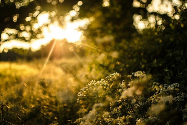 Herbe, plantes, arbres coucher de soleil s endormir