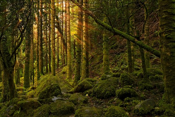 Forêt. Gravier. Nature intacte