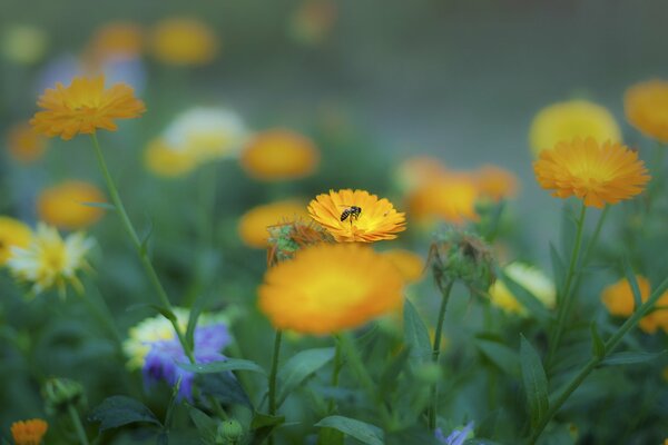 Abeille sur une fleur de calendula en été