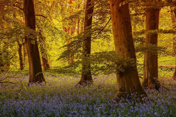 Bells at the trees in the forest