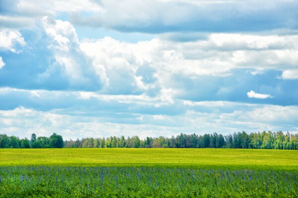 Densas nubes se reunieron sobre un Prado verde y una franja de bosque