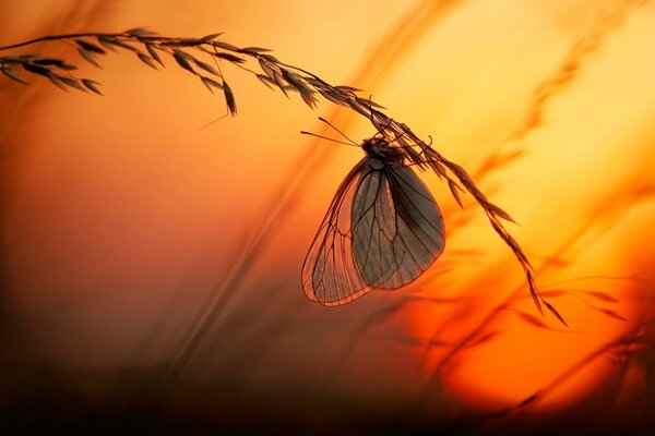 Mariposa en espiguilla en el fondo de la puesta de sol