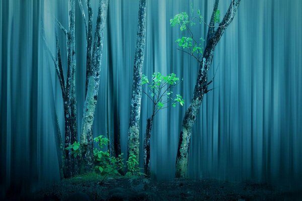 Alberi della foresta aridi in lavorazione