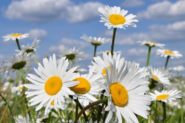 Photo de marguerites. Ciel d été