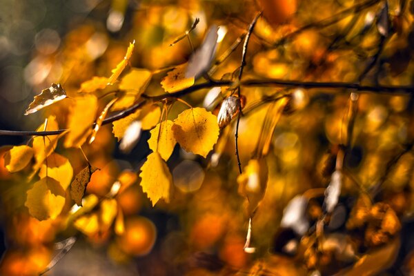 Golden leaves on a twig in autumn