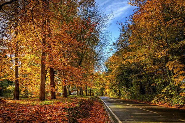 Herbstbäume. Die Straße. Gefallene Blätter