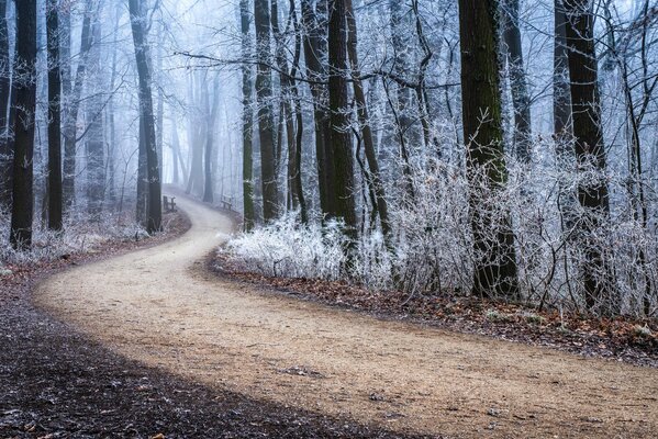 Strada attraverso la foresta invernale coperta di brina