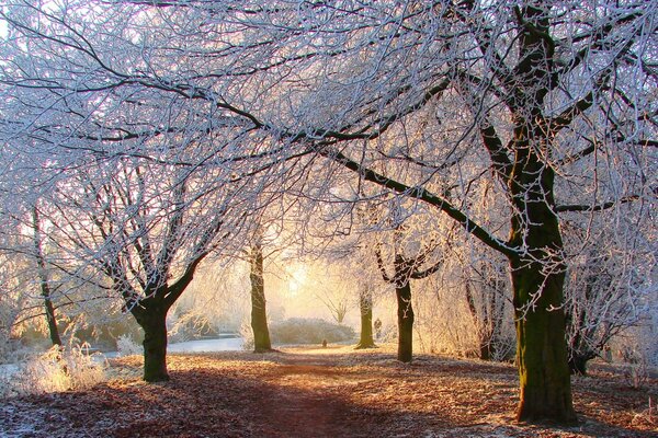 Winter road in a snowy forest