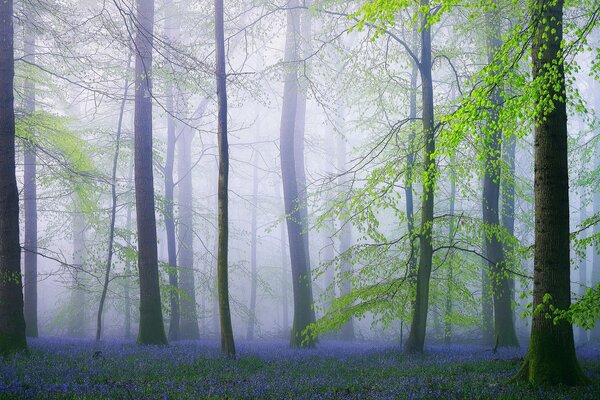 Nebliger Wald mit lila Blüten