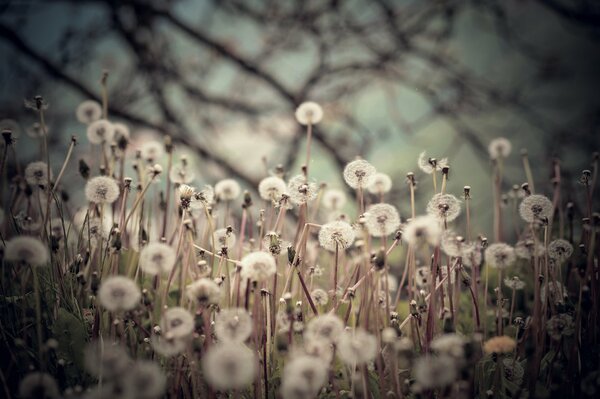 A field of fluffy dandelions. Only blow. Friends of the Wind