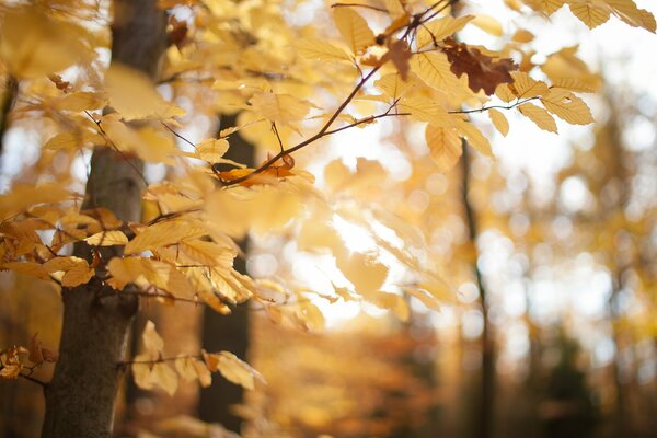 A tree in the autumn forest