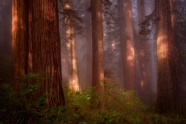 A forest of redwoods, shrouded in haze