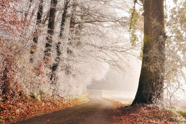 A road framed by trees in white decoration