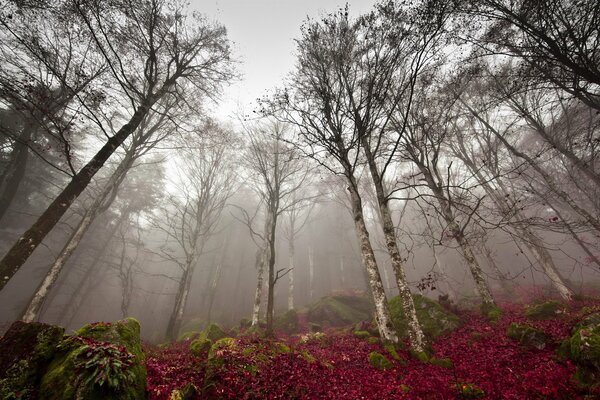 Copas de árboles desnudas a fines del otoño en la niebla contra un cielo gris