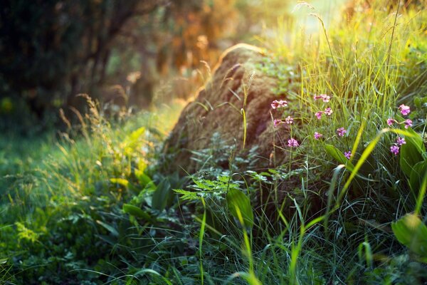 Hierba y flores en la mañana de verano