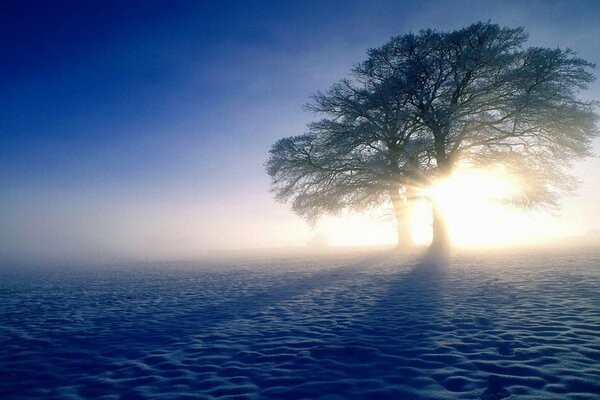 Winter tree against the background of endless snow