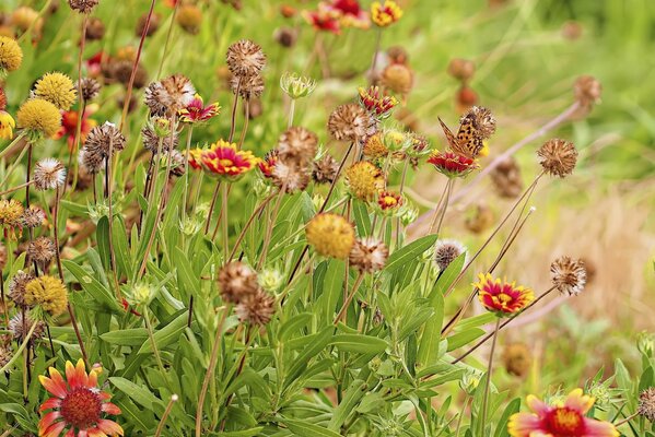 Flowers with butterflies in a clearing in summer