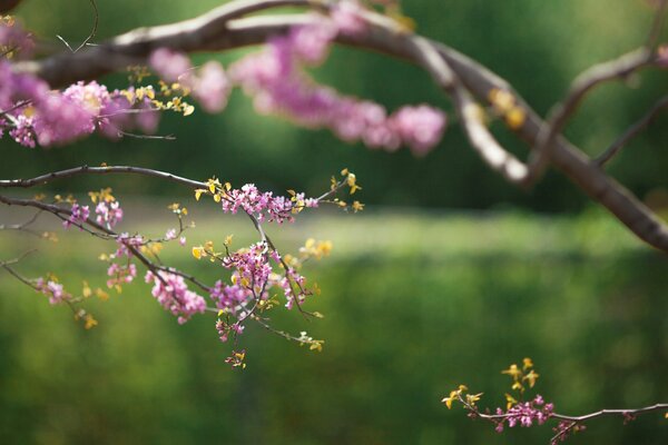 Blooming tree branch in spring