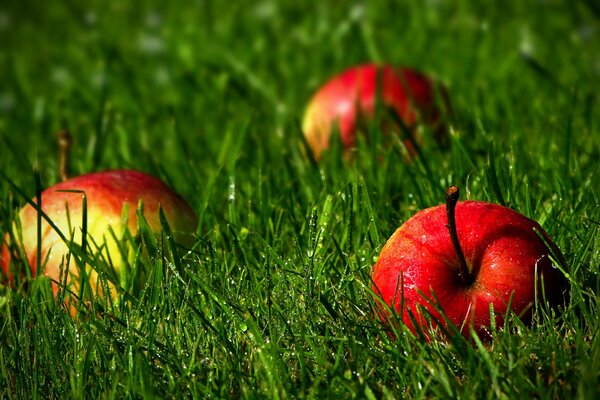 Äpfel im Gras, rote Äpfel