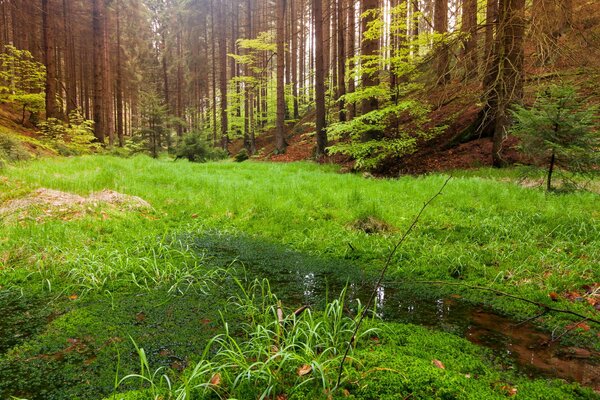 Paisaje forestal de hermosa naturaleza