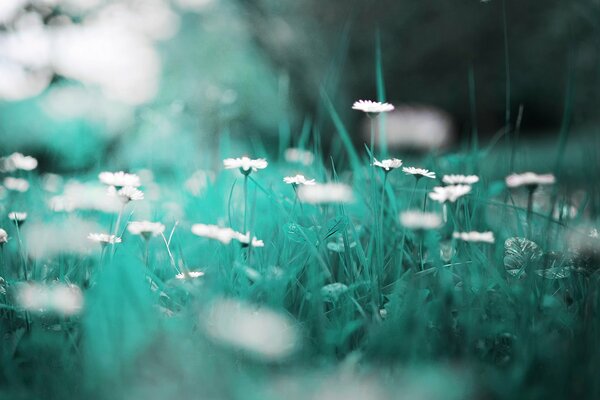 Macro chamomile grass in the field