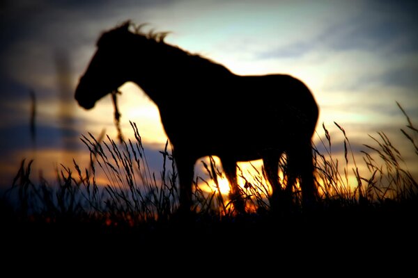 A young horse galloped far into the field