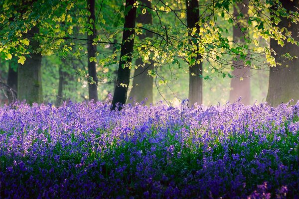 Sammler auf einer Lichtung im Wald