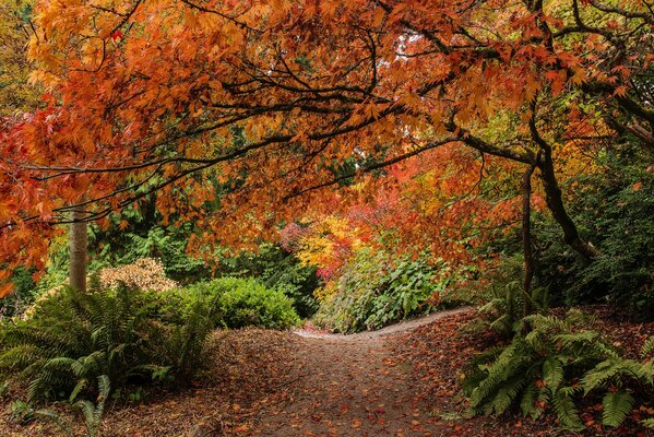 Réserve d automne. Feuilles jaunies sur l arbre