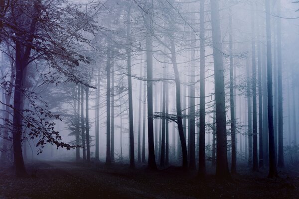 Camino en el bosque de niebla por la mañana