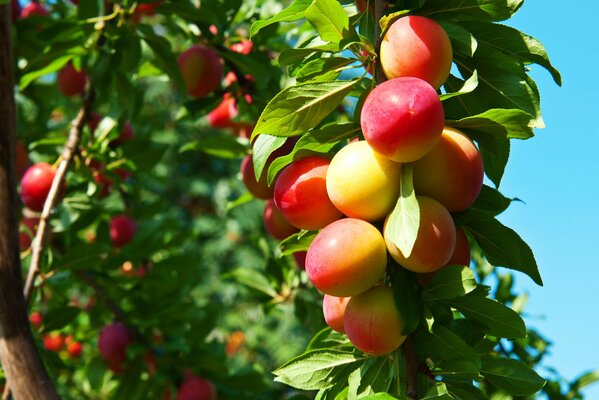 Ripe plum fruits in the spring garden