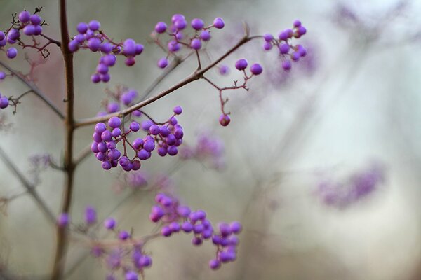 A shrub with purple clusters of berries