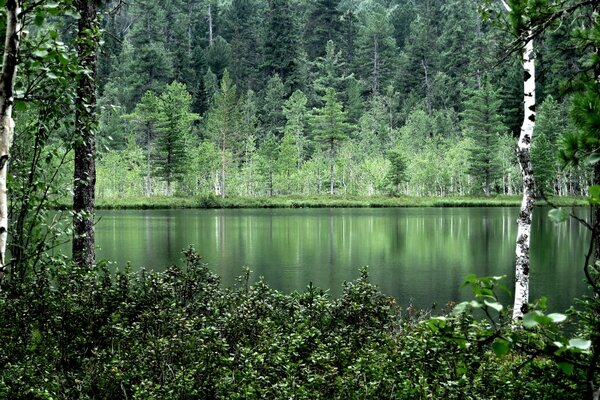 Waldbäume spiegeln sich im Wasser wider