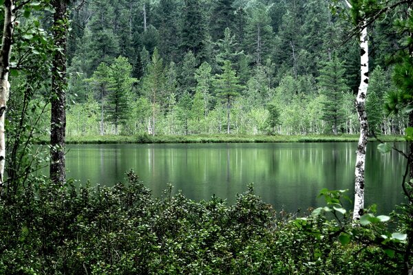 Les arbres forestiers se reflètent dans l eau