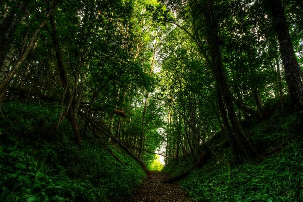 Quoi de mieux que de marcher dans les bois