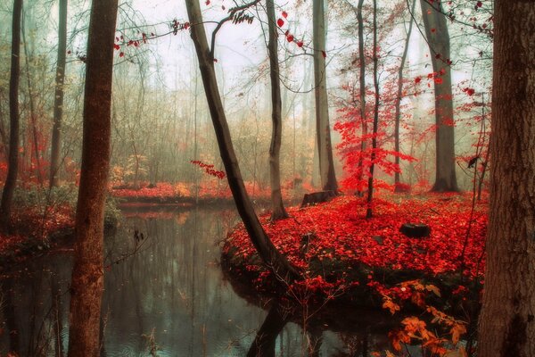 Pantano de otoño en el bosque