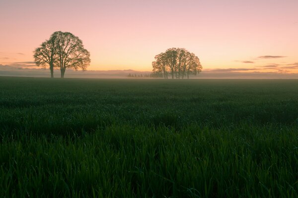 Evening sunset with a beautiful view of the trees