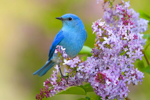 Oiseau bleu sur une branche de lilas