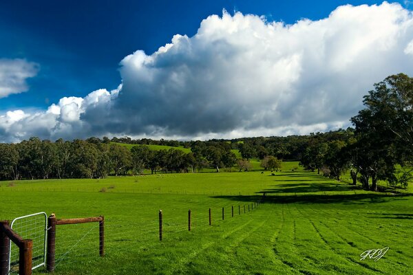 Field with green grass