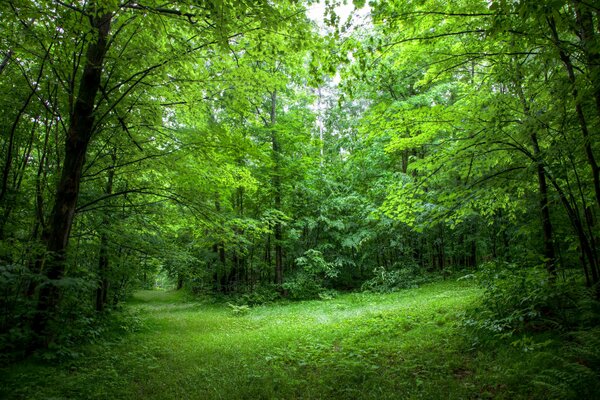 Margine verde estivo della foresta