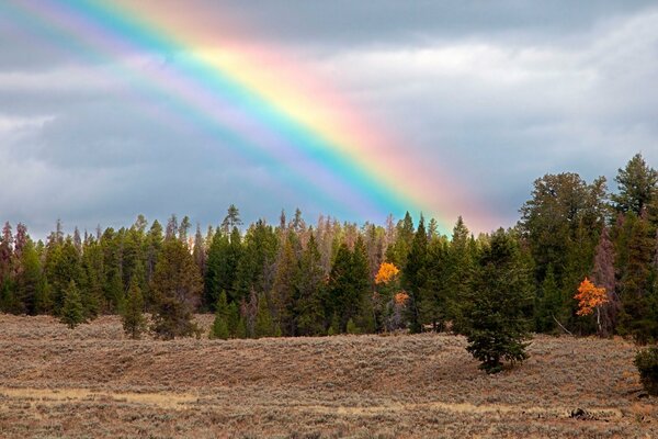 Rainbow in a cloudy sky in the forest