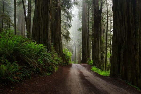 Straße nach Regen im US-Wald