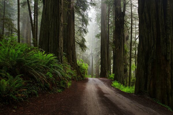 Camino después de la lluvia en el bosque de los Estados Unidos