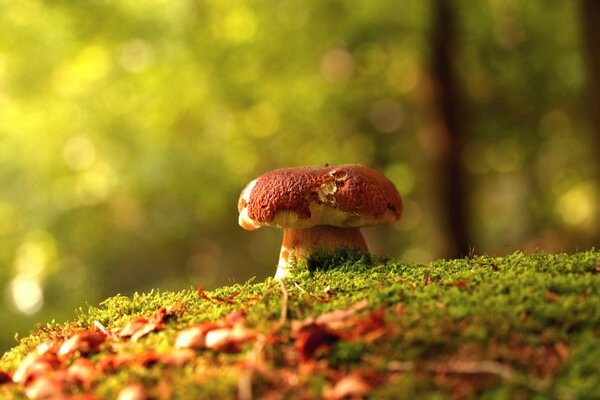 Pilz im Herbstwald