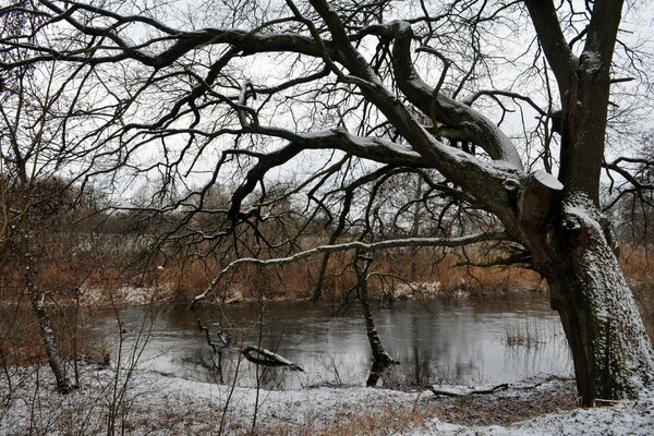 A bare tree on the bank of a winter river