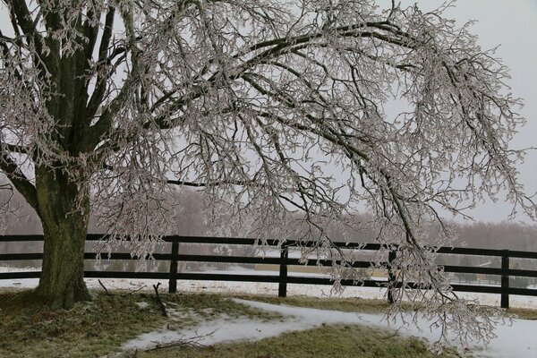 A snow-covered tree leaning over a fence