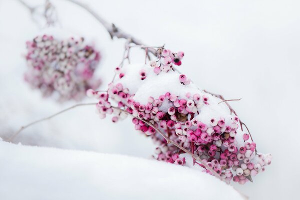 Bayas Rosadas en la nieve blanca