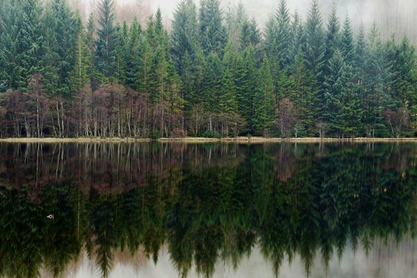 Bosque de pinos en el reflejo del lago