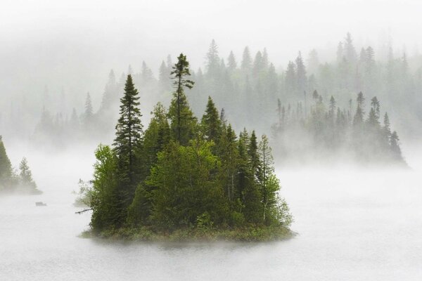 Forest near the lake in the fog